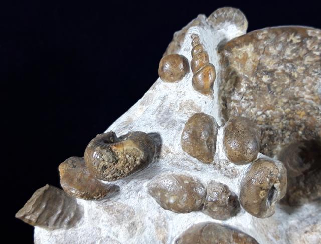 Fossilien-Stufe mit Ammoniten, Seeigel, Schnecken - Bild © FossNet FossilienStore